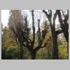 Strasbourg-trees-23-DSCN5950.JPG